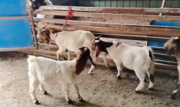 羊交配视频,自然繁殖的生动展示